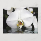 Witte Orchideeën die uit Water Briefkaart komen (Voorkant)