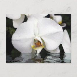 Witte Orchideeën die uit Water Briefkaart komen
