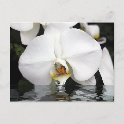 Witte Orchideeën die uit Water Briefkaart komen (Voorkant)