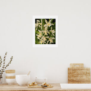 Witte orchideeën en varens Bloemen Poster