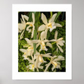 Witte orchideeën en varens Bloemen Poster (Voorkant)