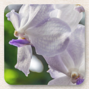 Witte orchideeën harde plastic onderzetters