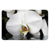 Witte orchideeën in water Flexibele fotomagneet Magneet (Horizontaal)