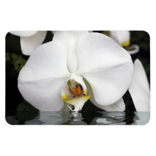 Witte orchideeën in water Flexibele fotomagneet Magneet