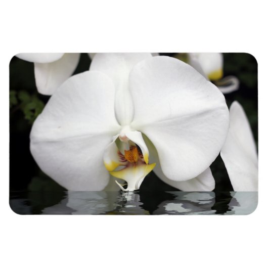Witte orchideeën in water Flexibele fotomagneet Magneet (Horizontaal)