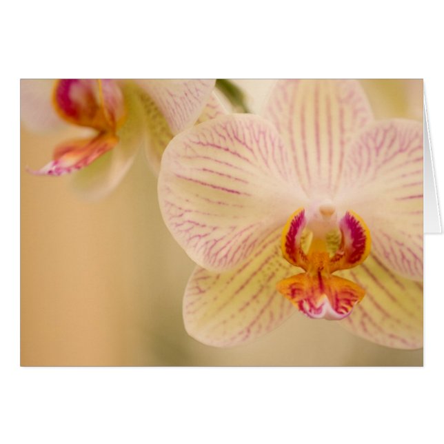Witte orchideeën Kaarten (Voorkant Horizontaal)
