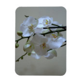 Witte orchideeën magneet (Verticaal)