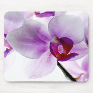 Witte orchideeën muismat