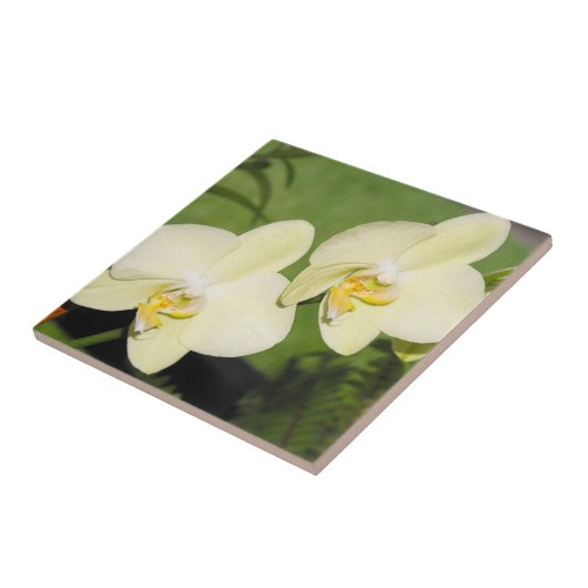 Witte orchideeën op een groene achtergrond tegeltje (Zijkant)
