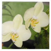 Witte orchideeën op een groene achtergrond tegeltje (Voorkant)