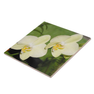 Witte orchideeën op een groene achtergrond tegeltje