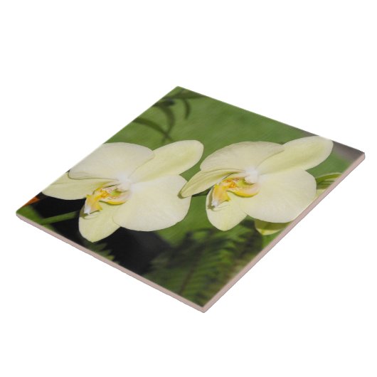Witte orchideeën op een groene achtergrond tegeltje (Zijkant)