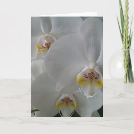 Witte Orchideeën op een lege kaart (Voorkant)