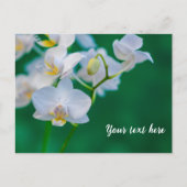Witte orchideeën op groen briefkaart (Voorkant)
