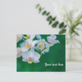 Witte orchideeën op groen briefkaart (Staand voorkant)