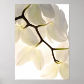Witte orchideeën op wit poster (Voorkant)