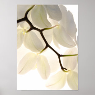 Witte orchideeën op wit poster