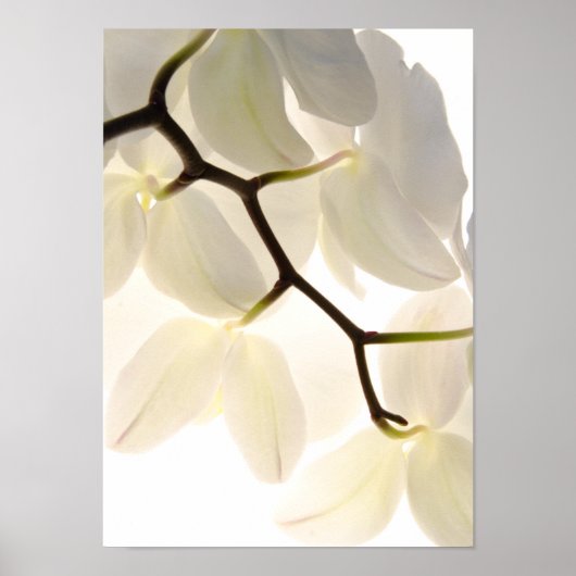 Witte orchideeën op wit poster (Voorkant)