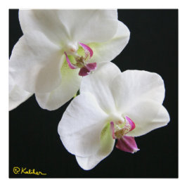 Witte orchideeën op zwart 20x20 Poster