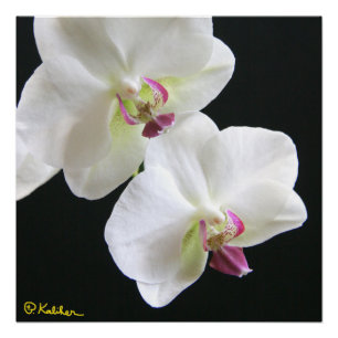 Witte orchideeën op zwart 20x20 Poster