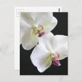 Witte orchideeën op zwart briefkaart (Voorkant / Achterkant)