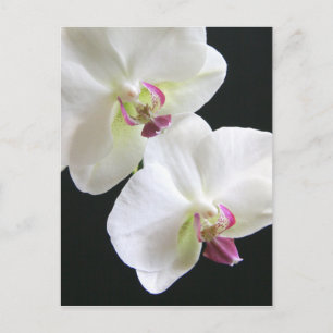 Witte orchideeën op zwart briefkaart