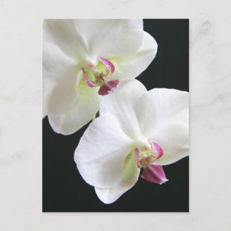 Witte orchideeën op zwart briefkaart