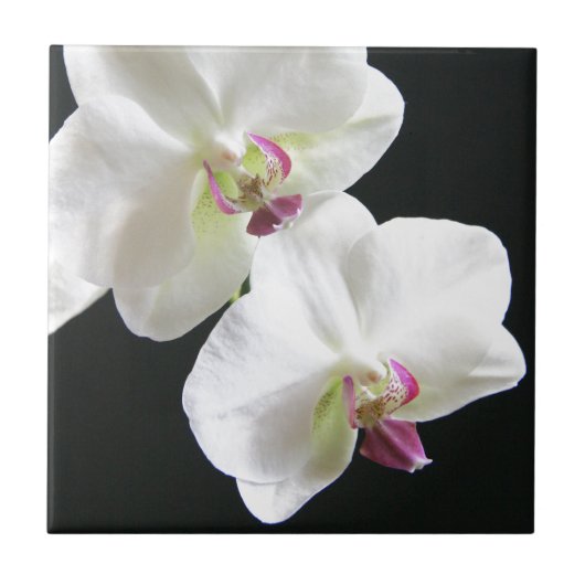 Witte orchideeën op zwart tegeltje (Voorkant)