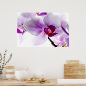 Witte orchideeën poster (Keuken)