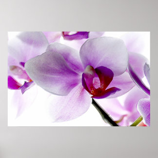 Witte orchideeën poster