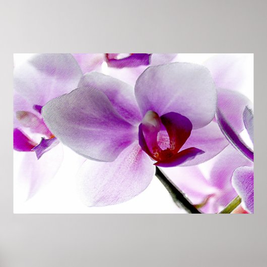 Witte orchideeën poster (Voorkant)