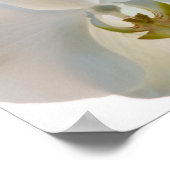 Witte orchideeën poster (Hoek)