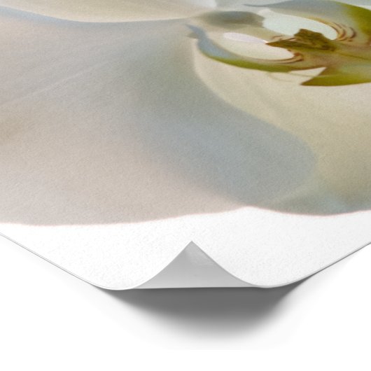 Witte orchideeën poster (Hoek)