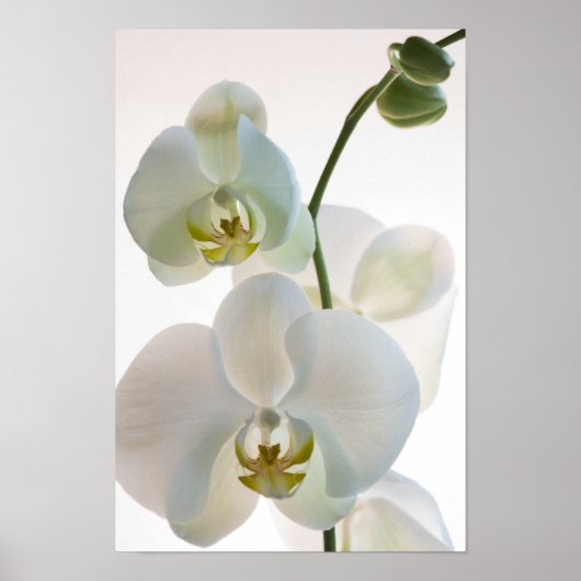 Witte orchideeën poster (Voorkant)