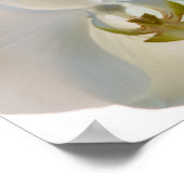 Witte Orchideeën Poster (Hoek)