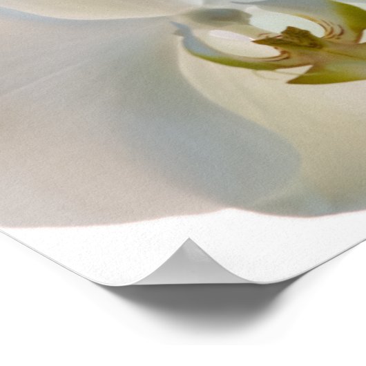 Witte Orchideeën Poster (Hoek)