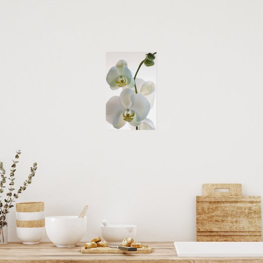 Witte Orchideeën Poster (Keuken)