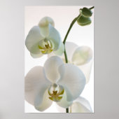 Witte Orchideeën Poster (Voorkant)
