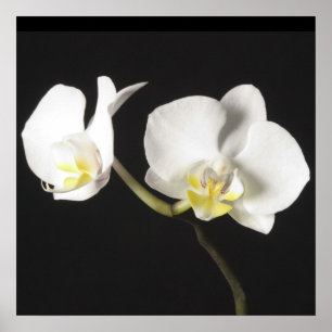 Witte orchideeën poster