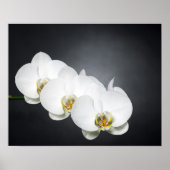 Witte orchideeën poster (Voorkant)