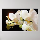 Witte Orchideeën Poster (Voorkant)