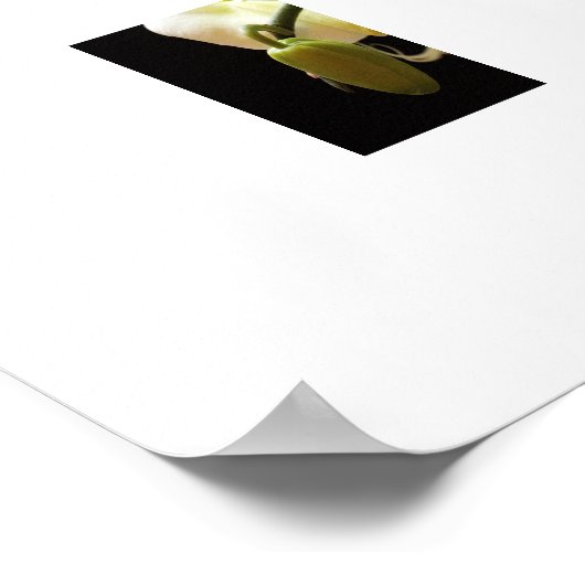 Witte Orchideeën Poster (Hoek)
