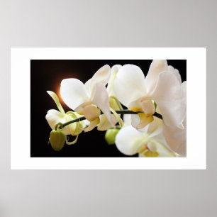 Witte Orchideeën Poster