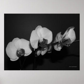 witte orchideeën poster