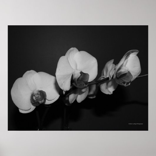 witte orchideeën poster (Voorkant)
