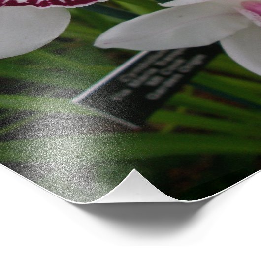 Witte orchideeën prachtige tropische bloemen foto afdruk (Hoek)