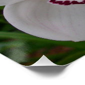 Witte orchideeën prachtige tropische bloemen poster (Hoek)