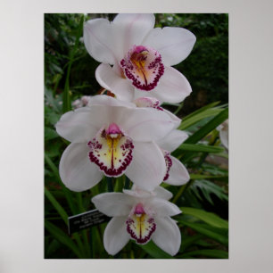 Witte orchideeën prachtige tropische bloemen poster