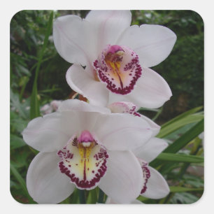Witte orchideeën prachtige tropische bloemen vierkante sticker