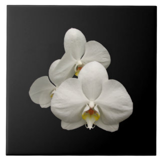 Witte orchideeën tegeltje